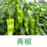 蔬菜瓜果