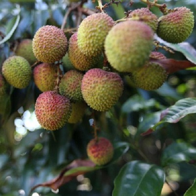 荔枝