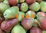 山东太婆梨